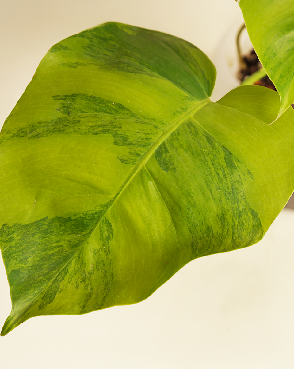 Monstera Green on Green مونستيرا جرين أون جرين
