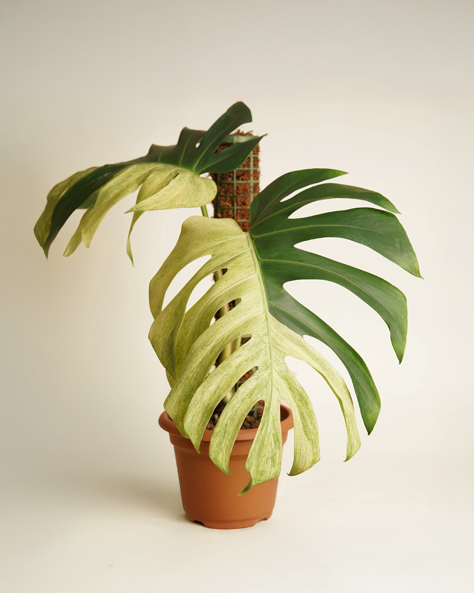 Monstera Jungle Mint - Mature (A-Grade) مونستيرا جانغل منت