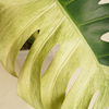 Monstera Jungle Mint - Mature (A-Grade) مونستيرا جانغل منت