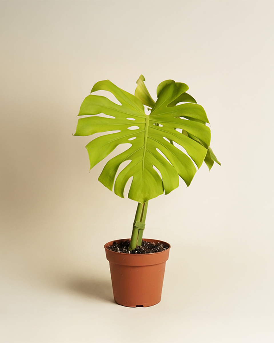 Monstera ‘Lemon Lime’ مونستيرا ليمون لايم