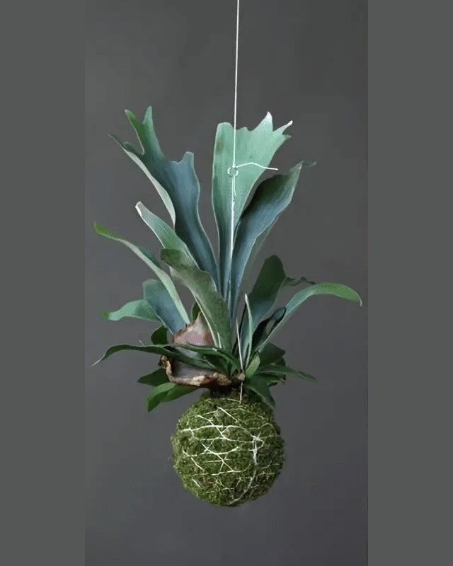 Moss ball planter used as a kokedama with a staghorn fern, hanging