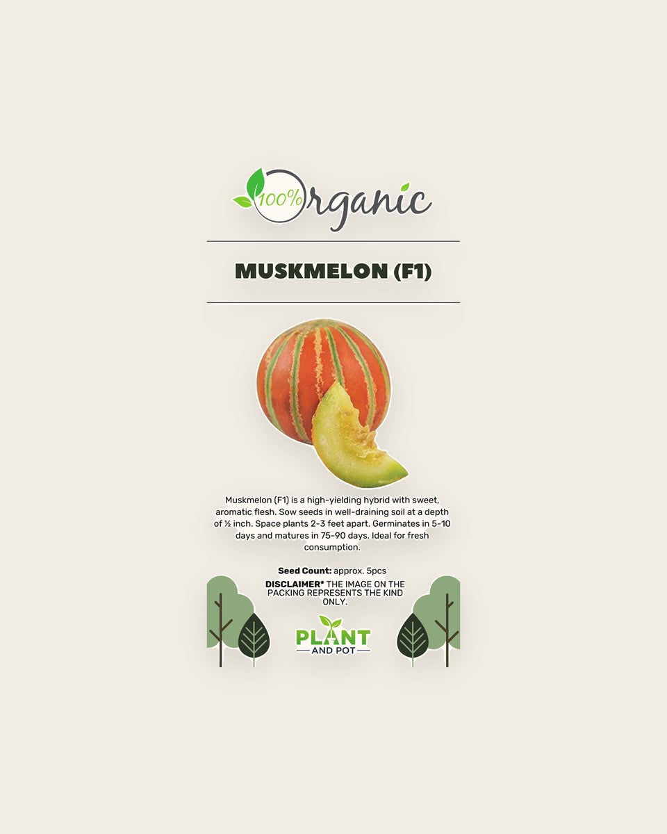 Muskmelon F1 Seeds - بذور الشمام F1