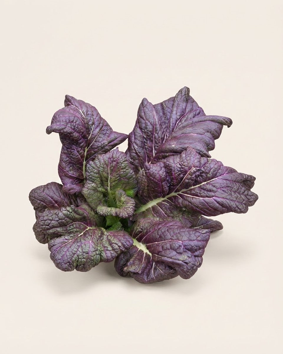 Mustard Osaka Purple