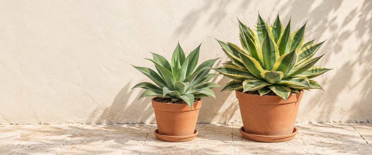 Agave أغاف