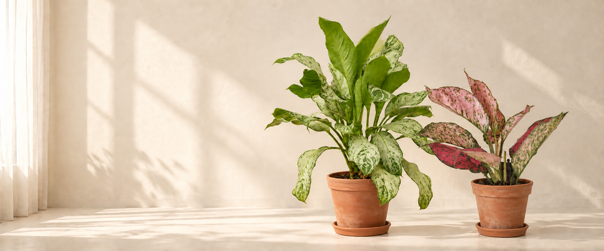 Aglaonema