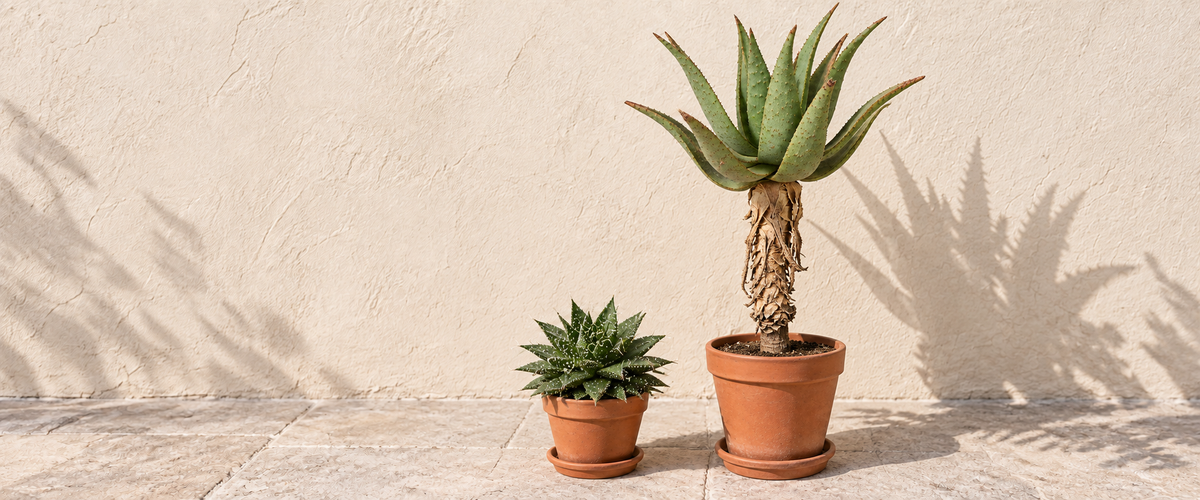 Aloe Plants نباتات ألو