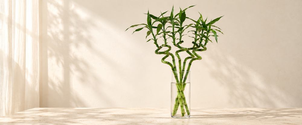 bamboo collection hero in warm natural sunlight