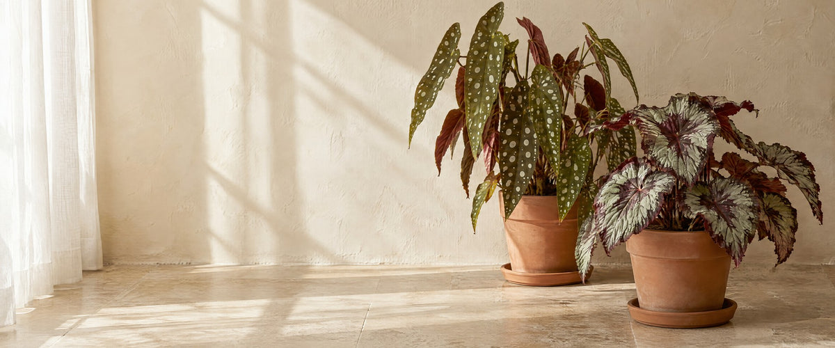 Begonia