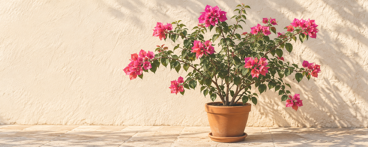 Bougainvillea