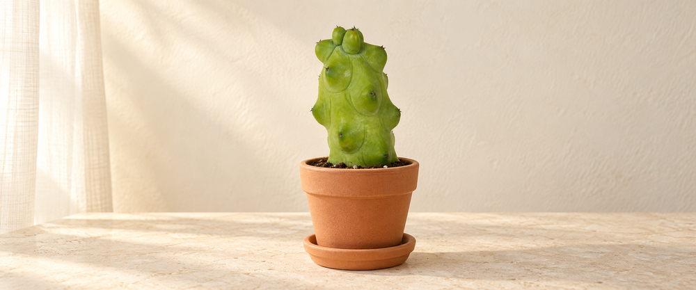 cacti collection hero in warm natural sunlight