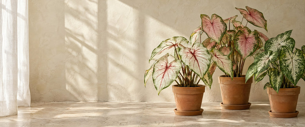 NABAT Caladium collection banner