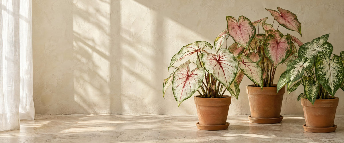 Caladium