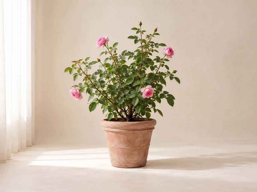 Roses
