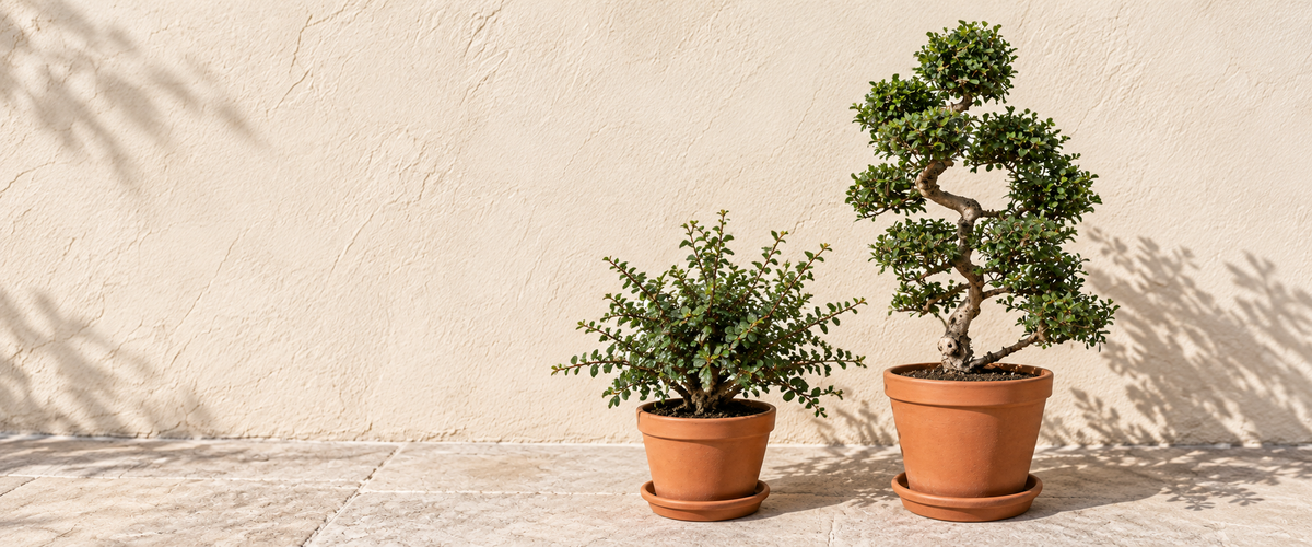 Carmona Plants نباتات الكارمونا
