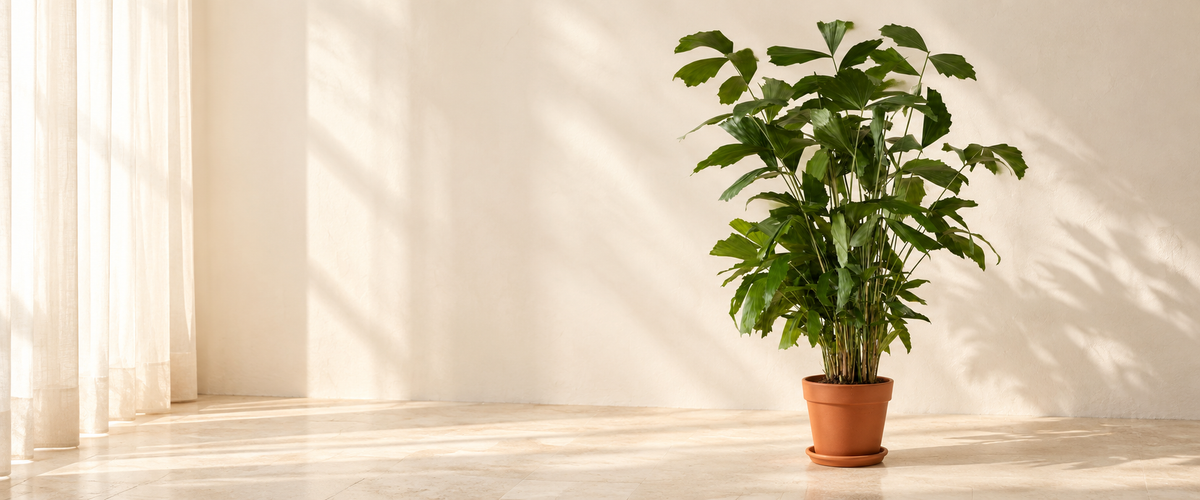 Caryota