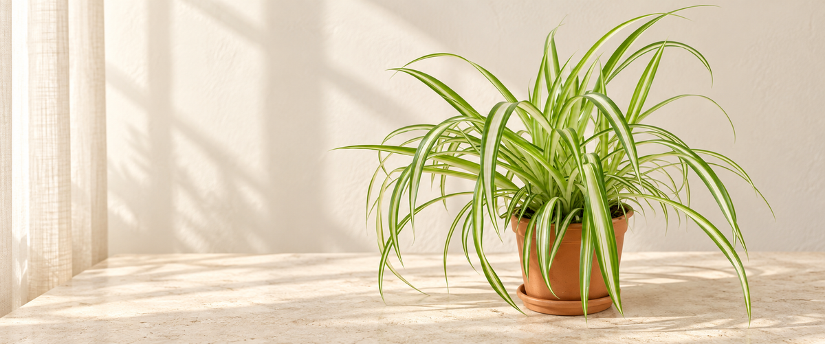 Chlorophytum