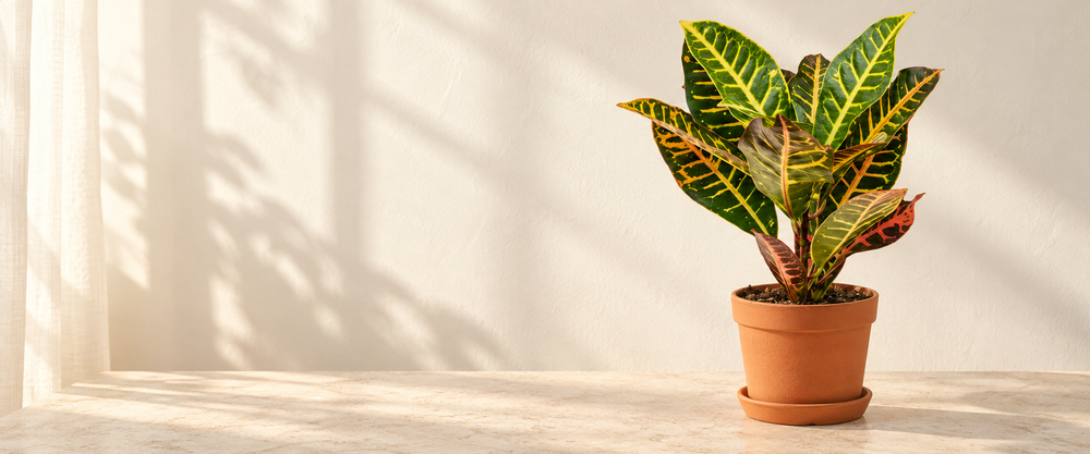 codiaeum collection hero in warm natural sunlight