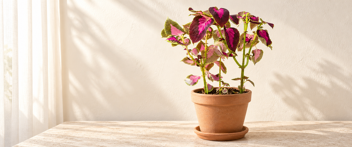 Coleus