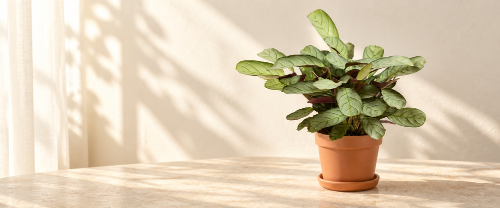 ctenanthe plant collection in natural terracotta in warm sunlight