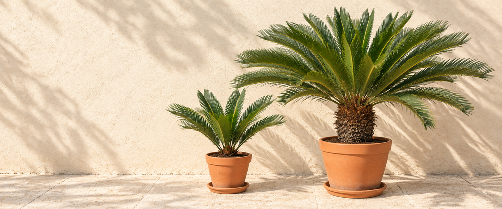 Cycas plants in terracotta pots in warm sunlight