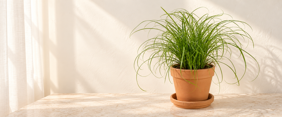 Cyperus