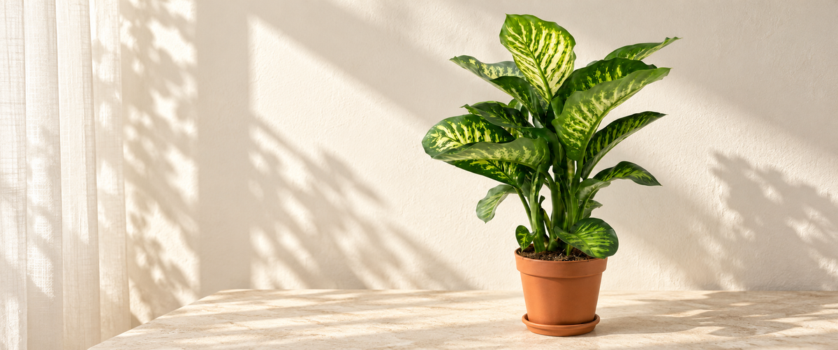 Dieffenbachia
