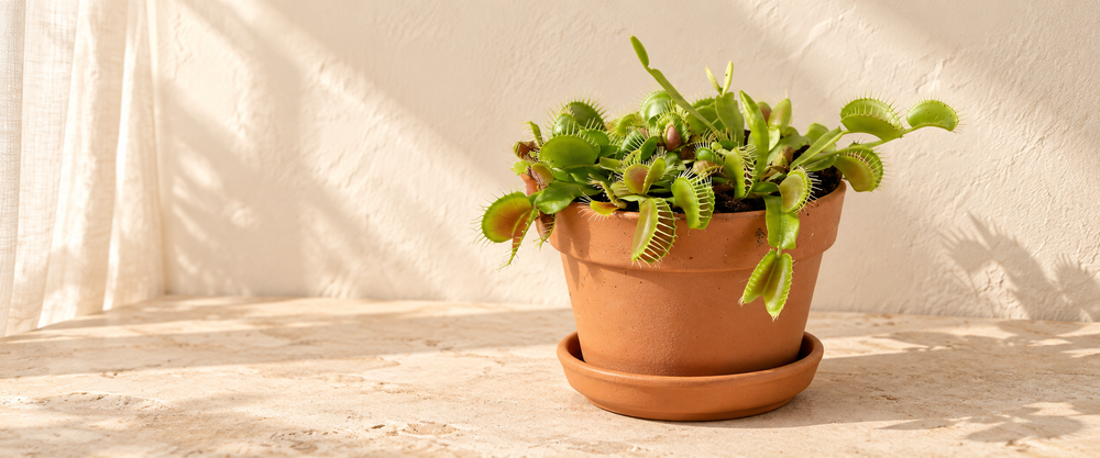 dionaea collection hero in warm natural sunlight