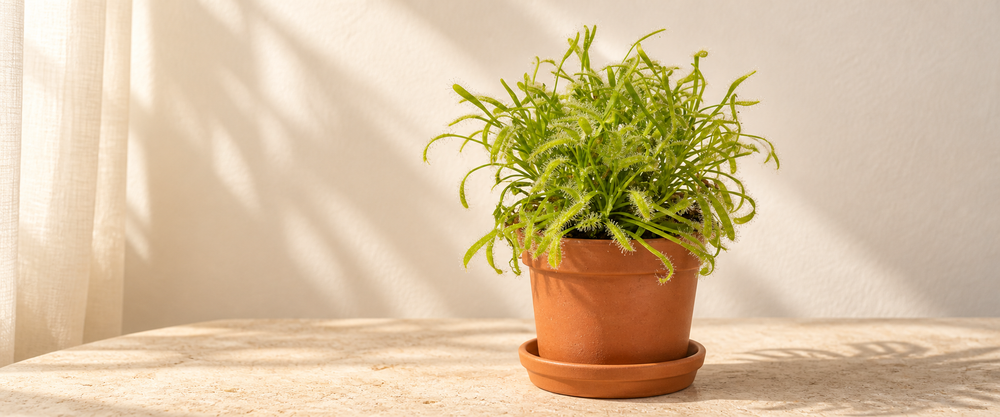 drosera collection hero in warm natural sunlight