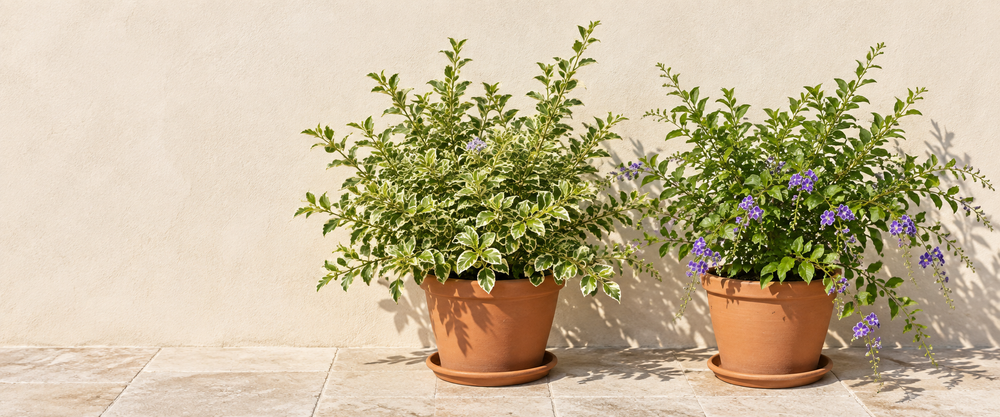 Duranta variegated and Sapphire Showers shrubs in terracotta pots in a sunlit courtyard