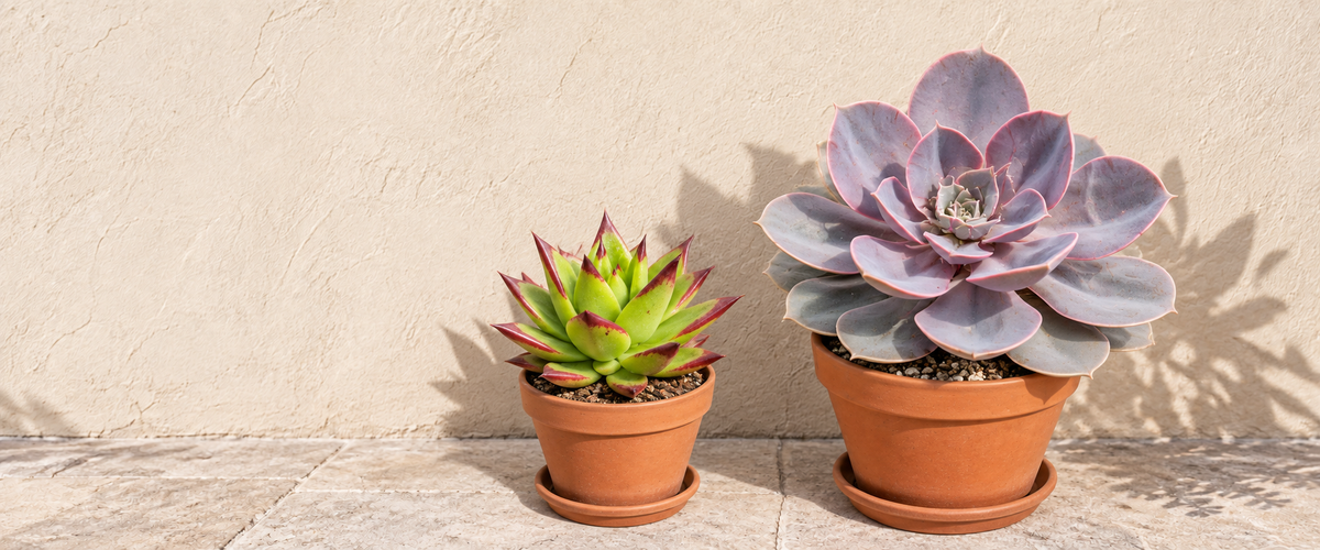 Echeveria Plants نباتات الإشفيريا