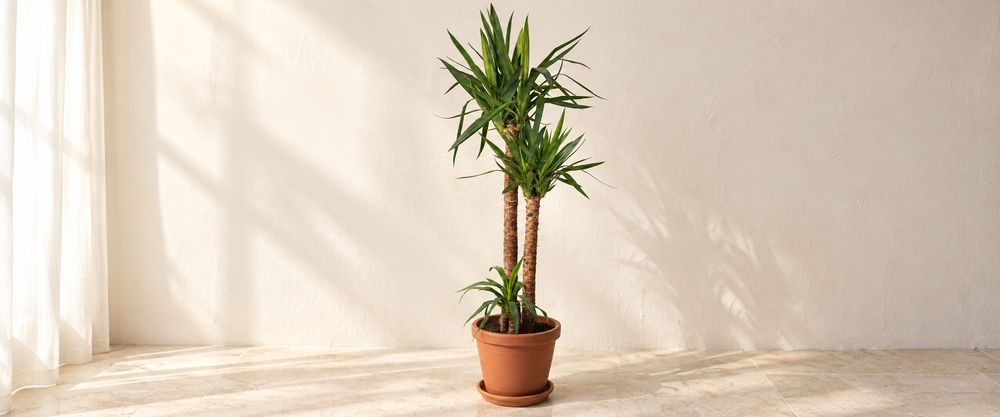 elephantipes collection hero in warm natural sunlight