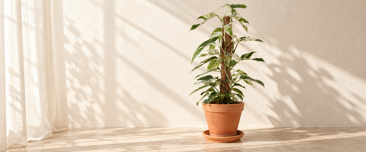Epipremnum