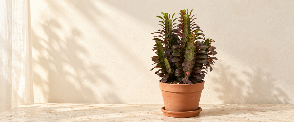 euphorbia collection hero in warm natural sunlight