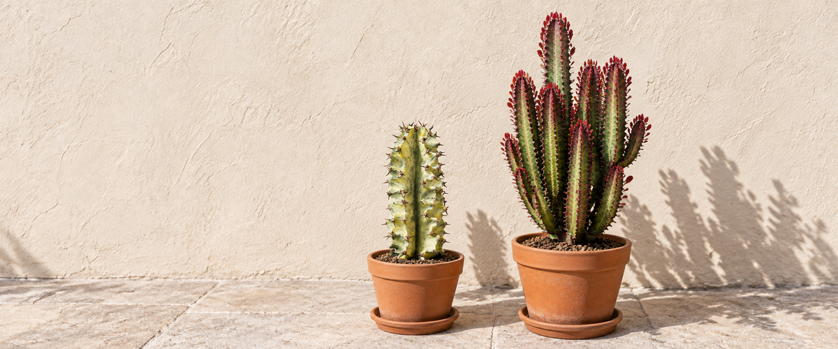 Euphorbia Plants نباتات اليوفوربيا