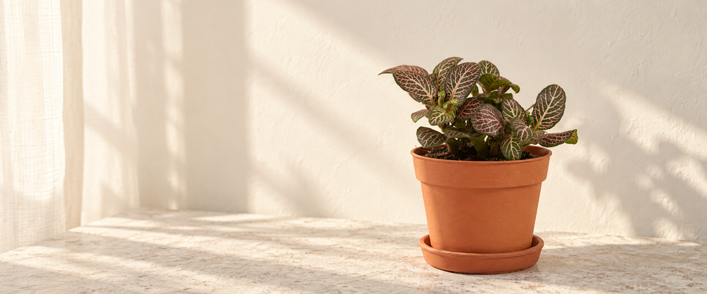 Pink-veined Fittonia in natural terracotta in warm sunlight