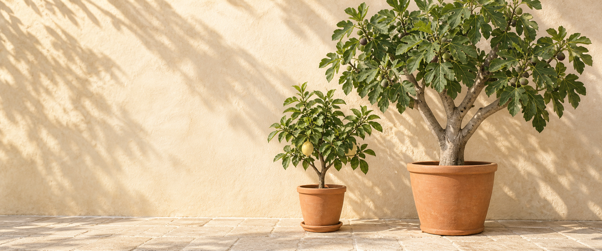 Fruiting Plants