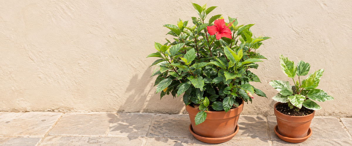 Hibiscus