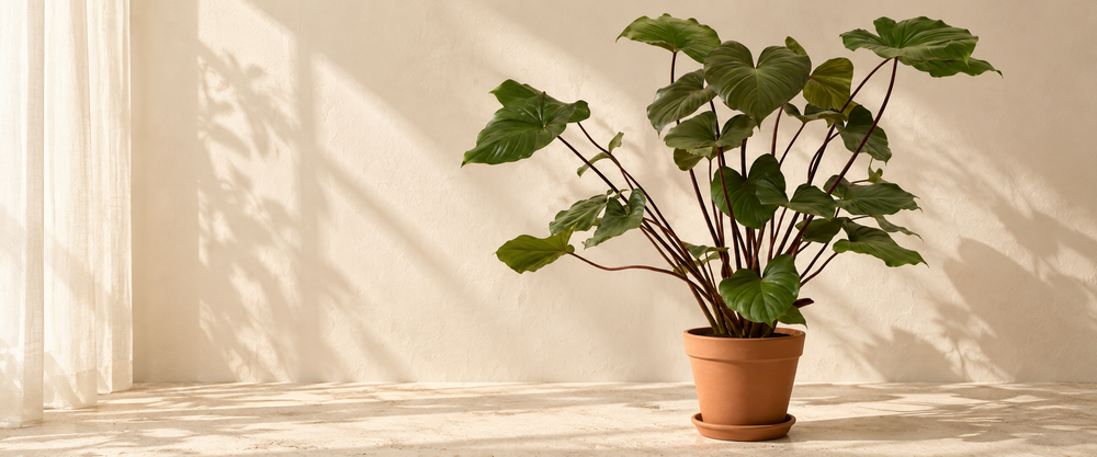 homalomena plant collection in natural terracotta in warm sunlight