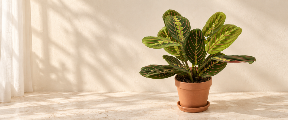 Maranta Fascinator in a natural terracotta pot in warm sunlight