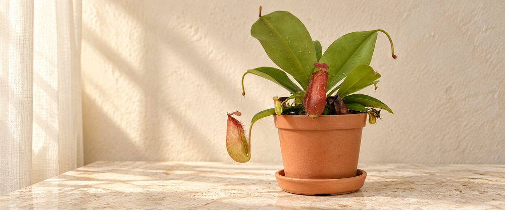 nepenthes collection hero in warm natural sunlight