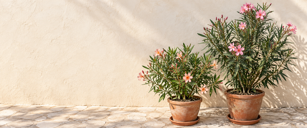 Pink and salmon Nerium shrubs in terracotta pots in a sunlit courtyard