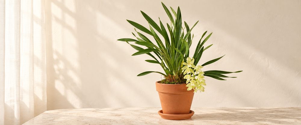 orchid collection hero in warm natural sunlight