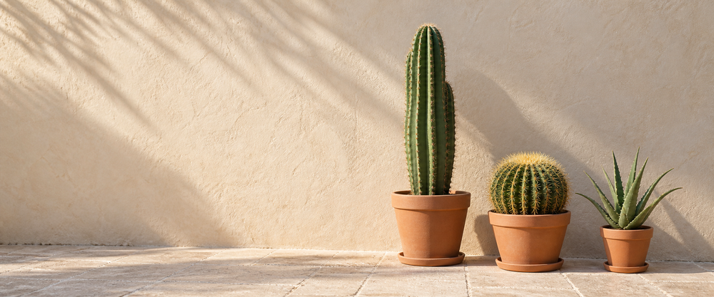 outdoor succulents cacti plants in a sunlit setting