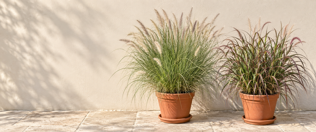Pennisetum