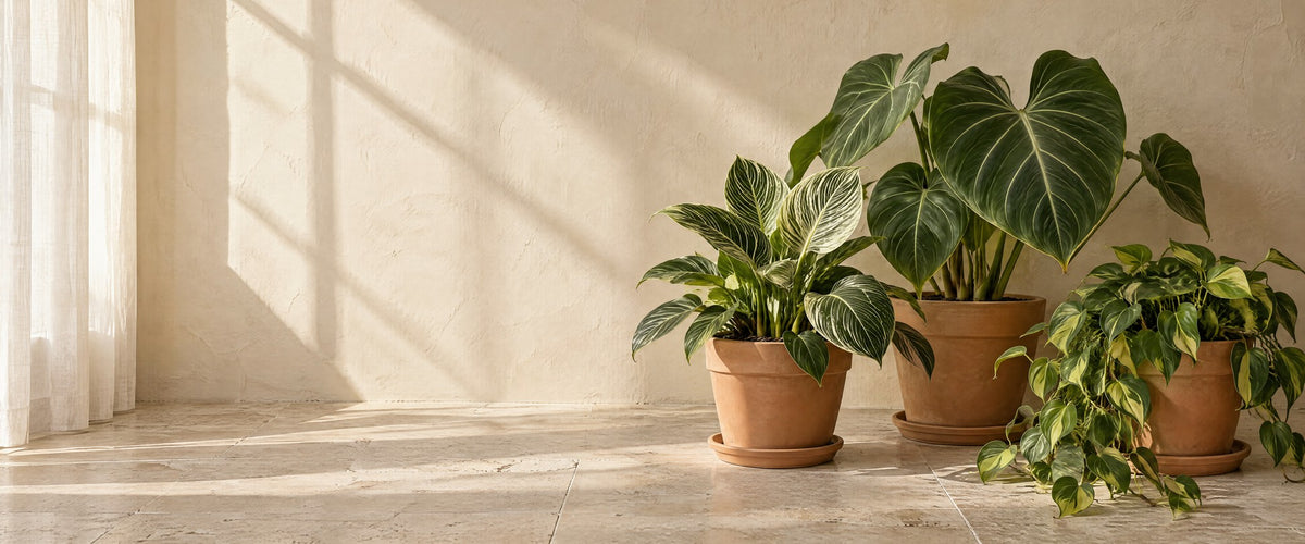 Philodendron
