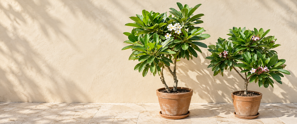White and blush-flowering Plumeria in terracotta pots in natural sunlight