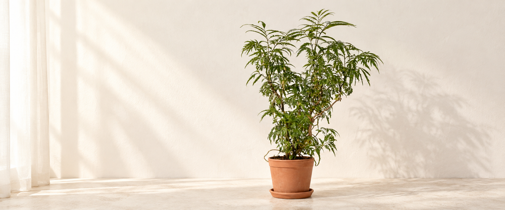 polyscias collection hero in warm natural sunlight