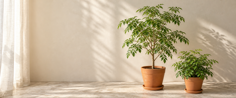 radermachera sunlit plant collection