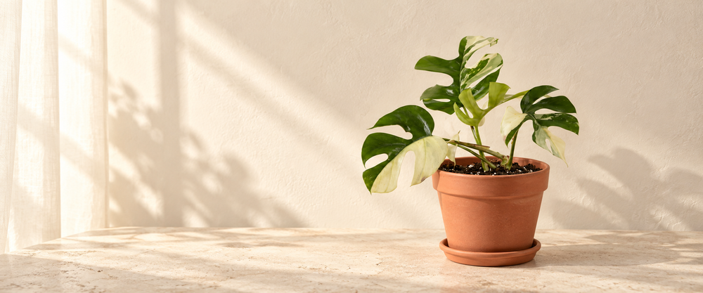 rhaphidophora plant collection in natural terracotta in warm sunlight