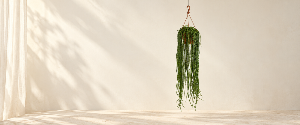 rhipsalis collection hero in warm natural sunlight